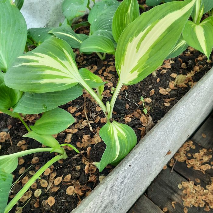 Продам рассаду Хосты четыре  вида