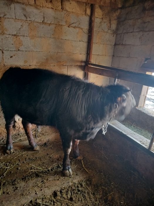 Бычки годовалые.