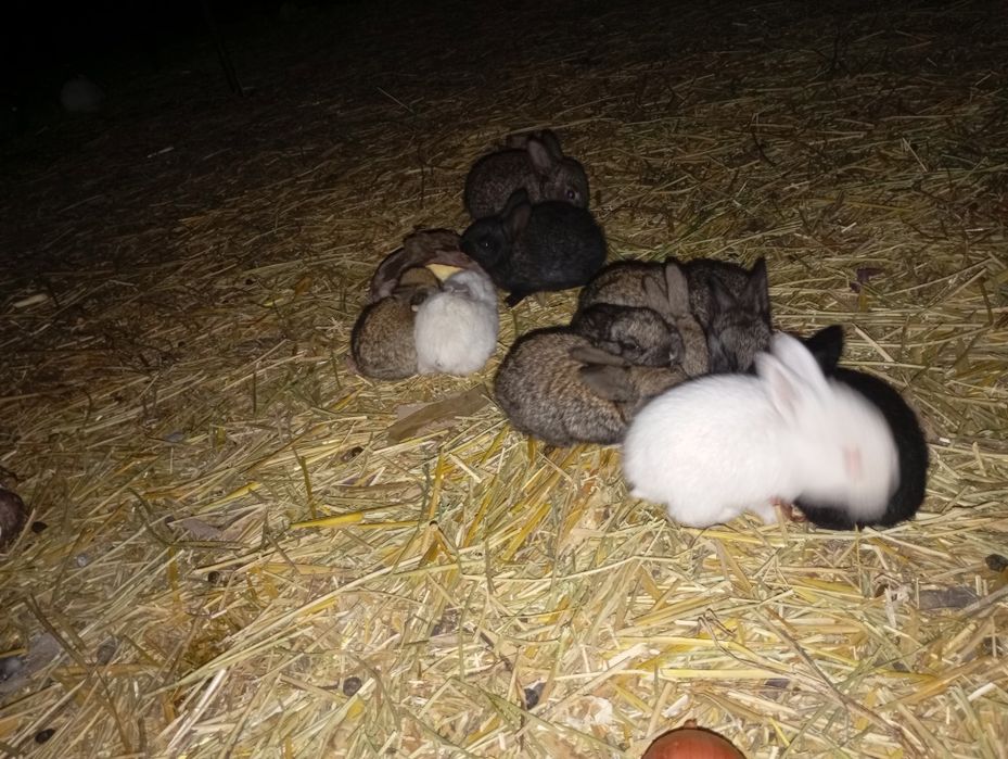 Қуён болалари сотилади 50000мингдан отаси фландер онаси жайдари