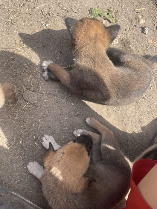 donez catei malinois