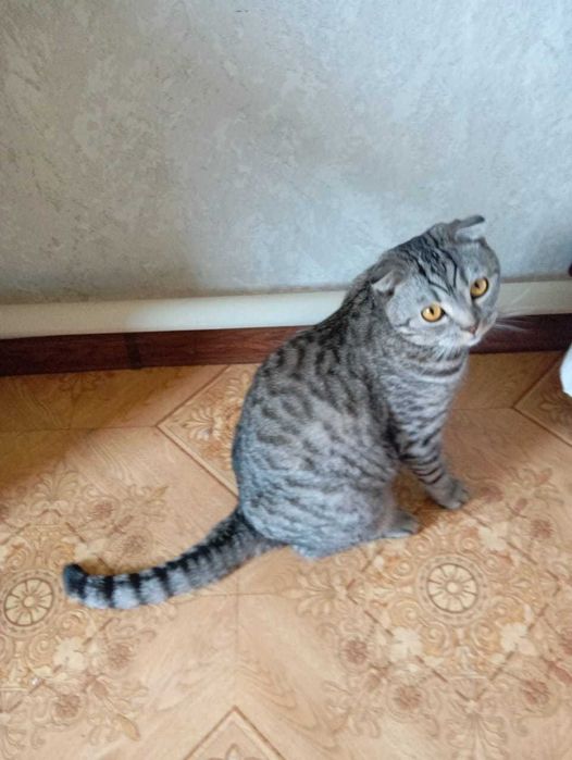 Шотландец вислоухий Мальчик 1,5года