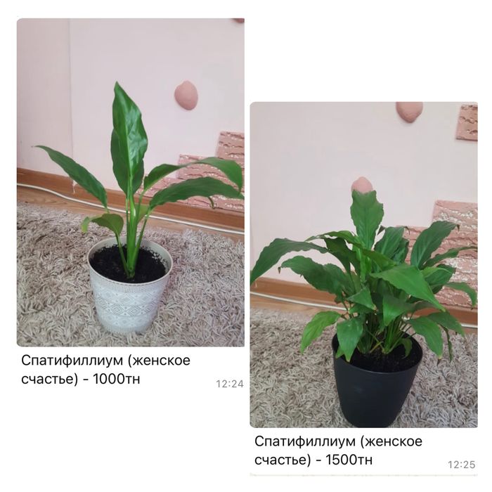 Комнатные цветы в горшках