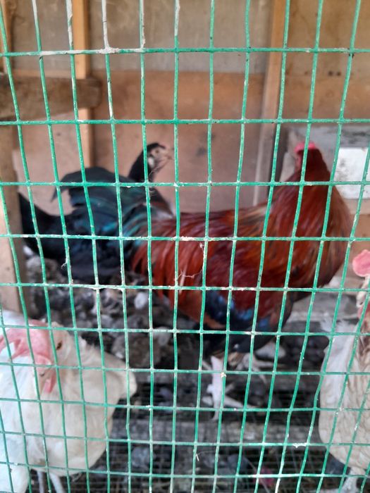 Xonaki tovuq 5 dona donasini 80000 dan beramiz