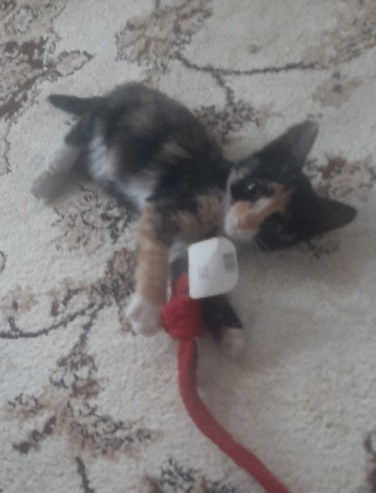 Котёнок в возрасте 2месяца .активен