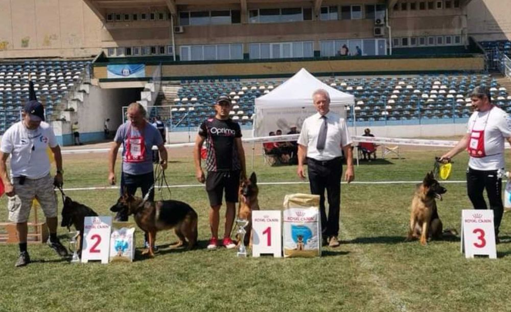 Немски овчарки с родословие.