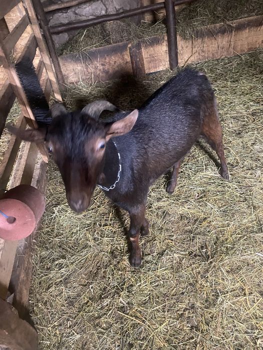 Tapisori de vanzare.