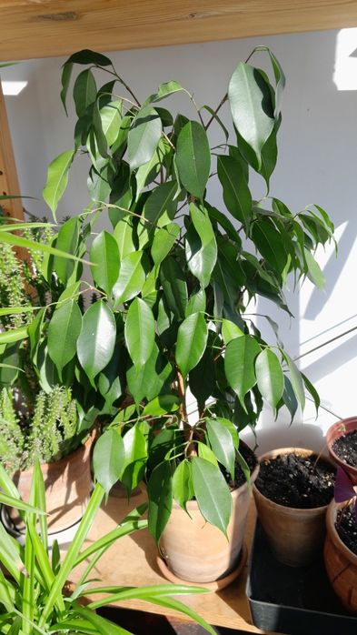 Фикус бенджамина 70 см