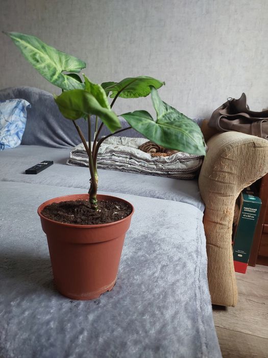 Комнатные растения.