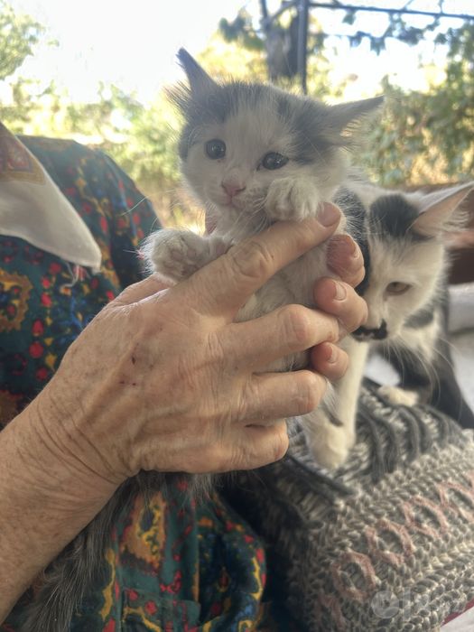 котята в добрые руки