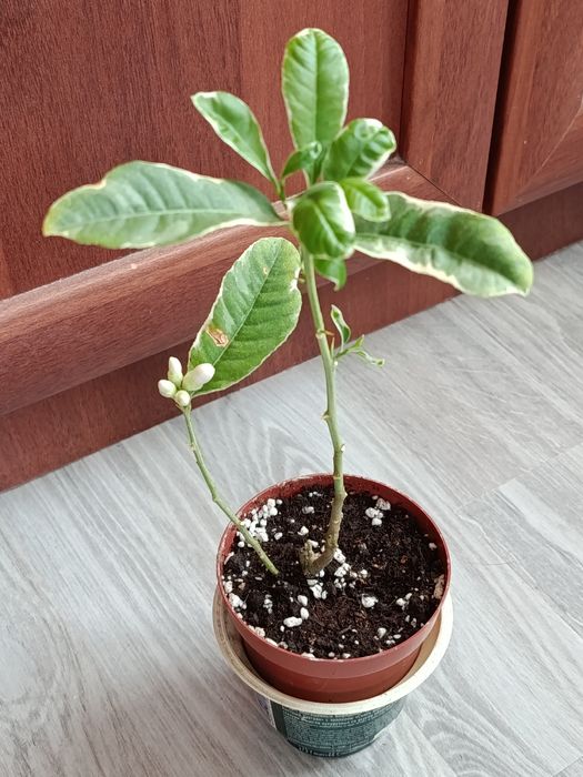 Продам комнатные растения