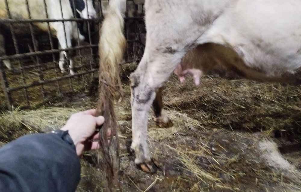 Продам молочную корову