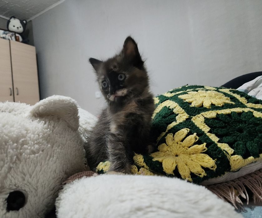 Отдам котёнка бесплатно
