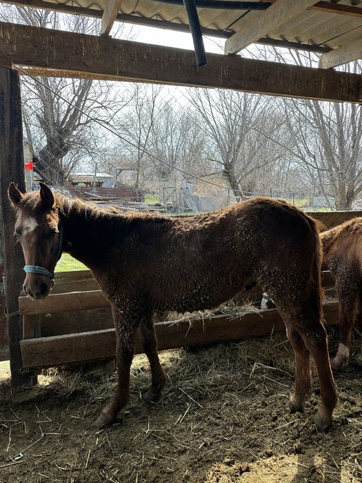 Жабағы 3 ай откормда тұрған