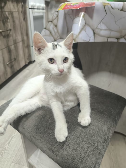 Котята, отдадим в добрые руки