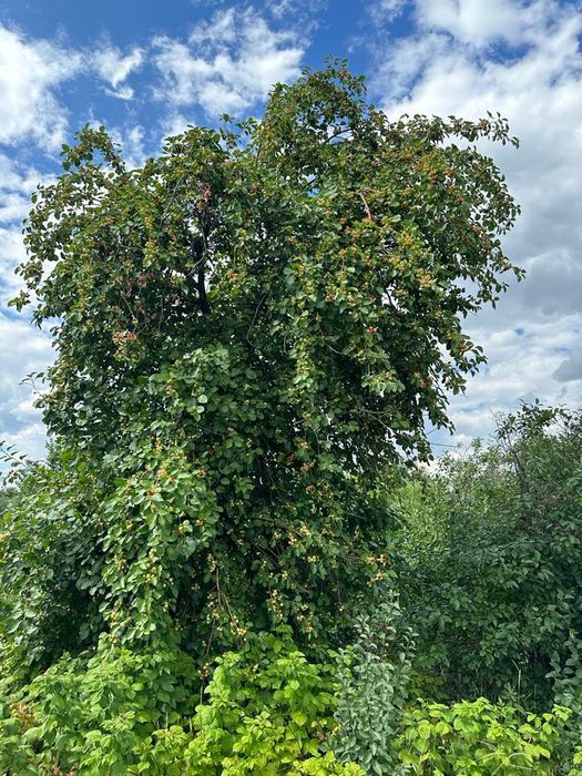 ДАЧА по Красный яр