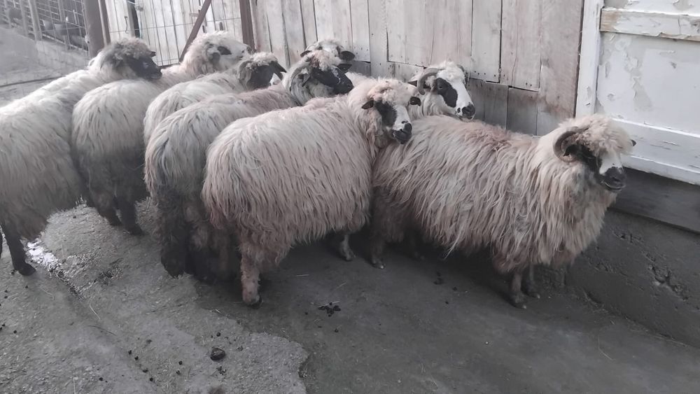 Vand 8 oi cu miel in burta