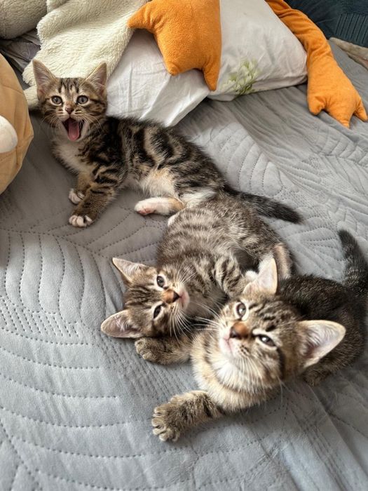 2 котика, британцы