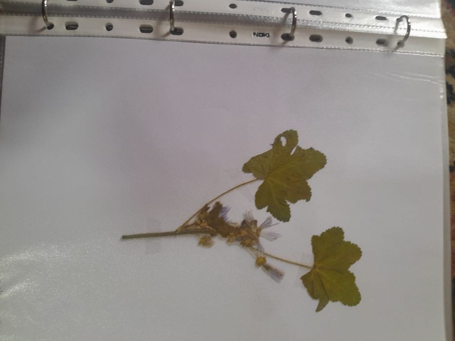 Ierbar școlar 40 plante