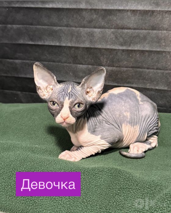 Продаются Канадские сфинксы