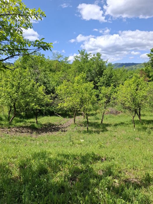 Oferim spre  vanzare teren de 5000 m.Dintre acestia 1000 m ,intravilan perfect pentru casa ta de vis sau o cabana de weekend .