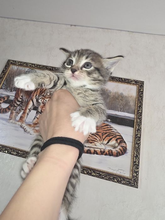 Отдам бесплатно  котенка девочка