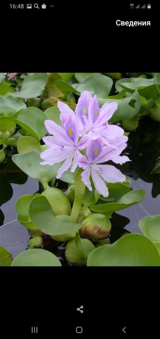 Продам аквариумные растения