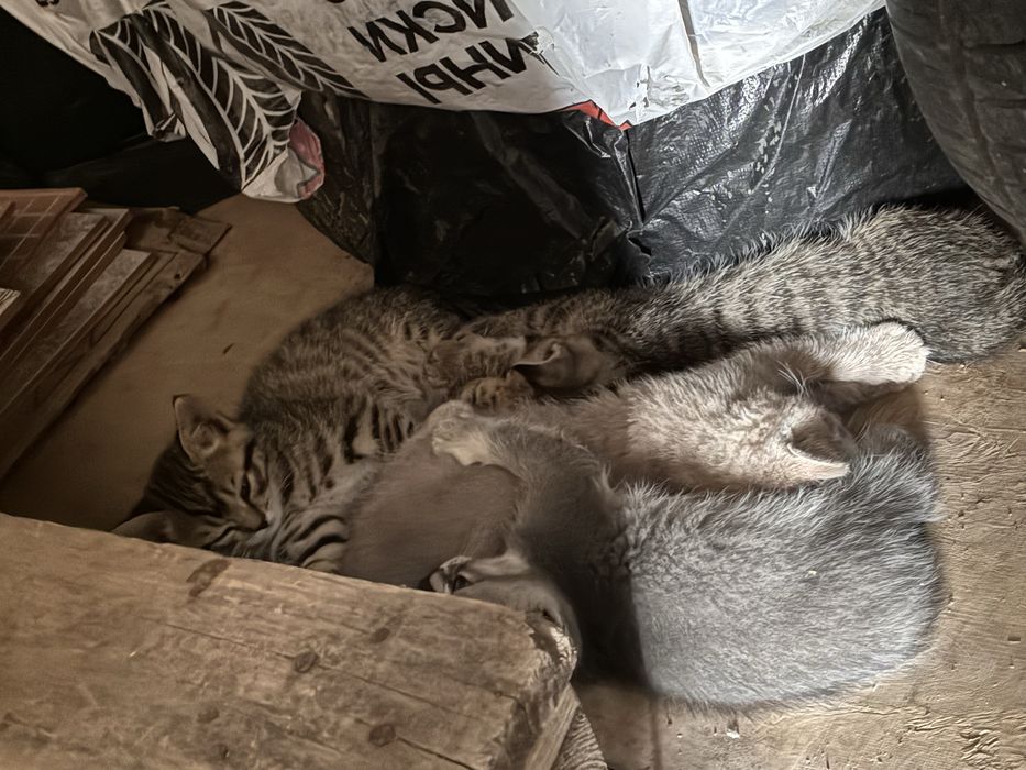 Котята в добрые руки - бесплатно