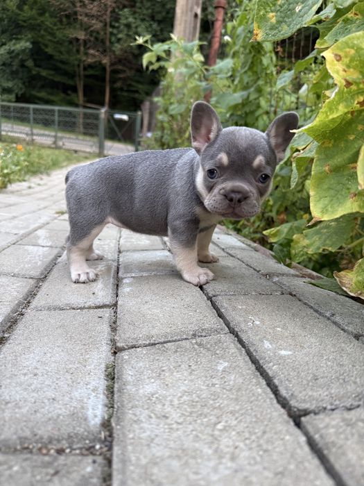 Bulldog francez cu pedigree