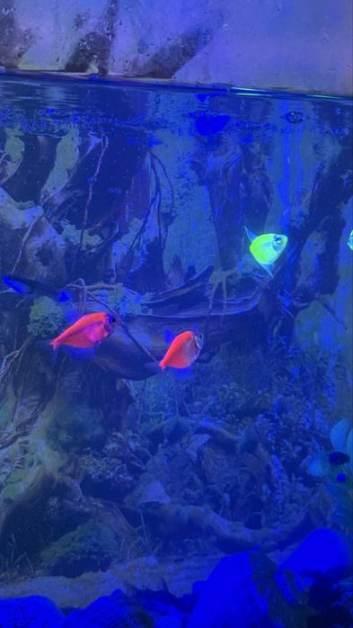 Продам аквариум на 50мл