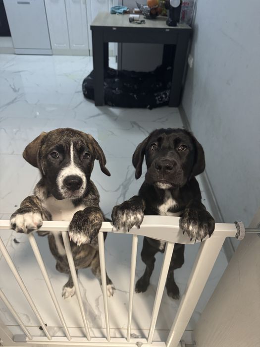 Кученца Кане корсо на 3 месеца