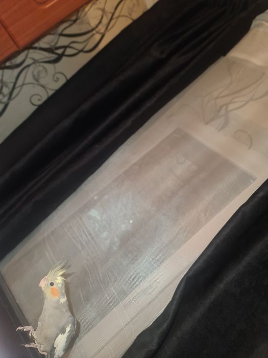 Продам кареллу девочку