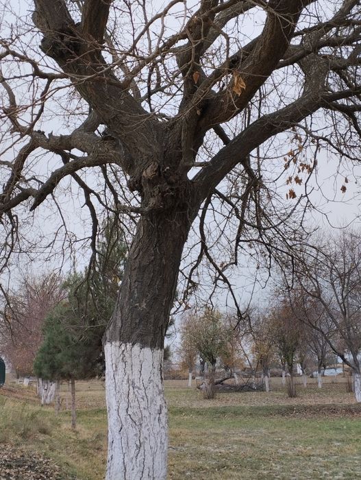 Дарахт Урик телл килинглар