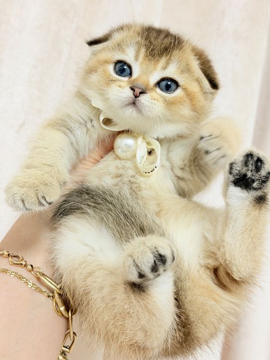 Котята чистокровные
