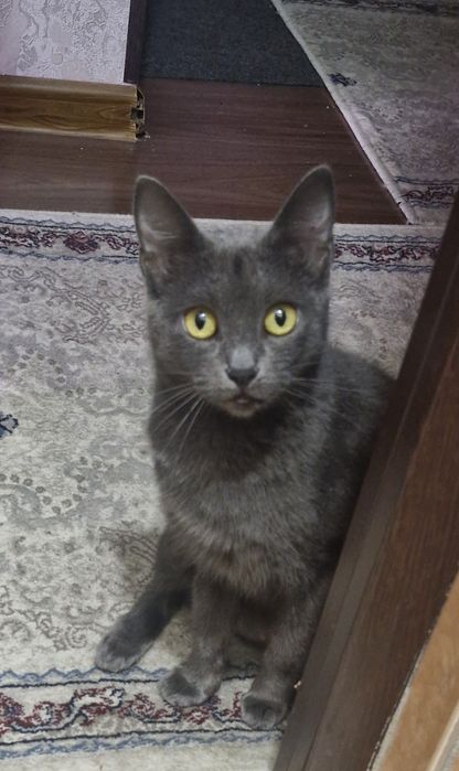 Кошка стерильный  аккуратный домик и лодка падарок