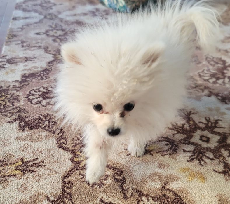 Kichkina German shpits