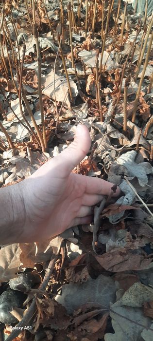 Каштан дарахт кўчат