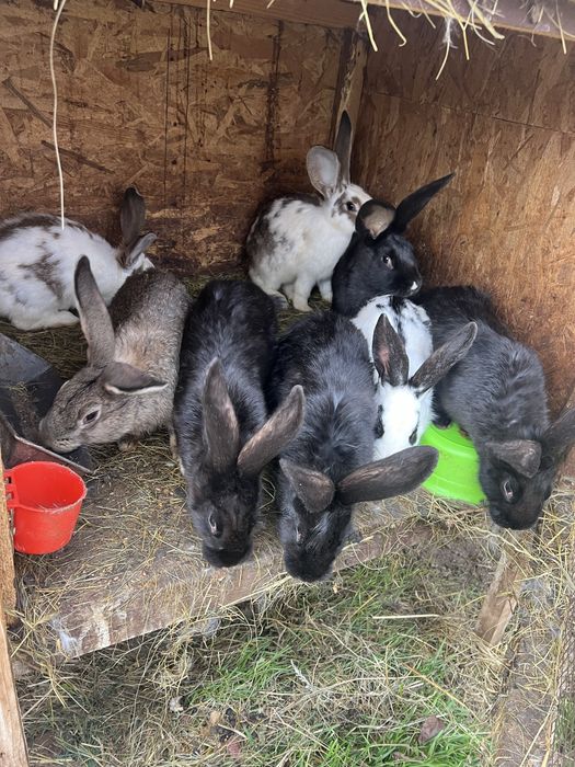 Iepuri uriasi german ,Fluture german