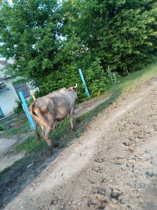 Продам корову двойную