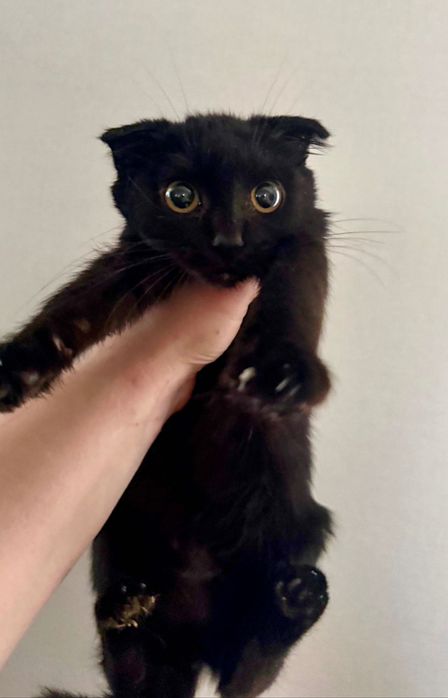 Котенок СРОЧНО ищет дом!