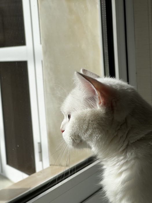 Кошка шотландская Мама и сын