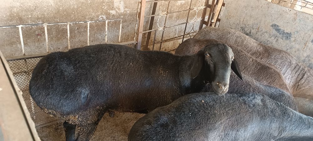 Qochqorla bor qurbonlika