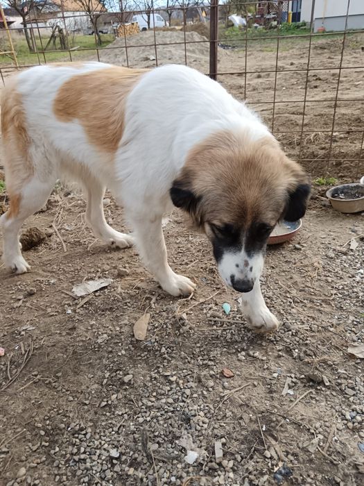 Donez câine vaccinat și sterilizat