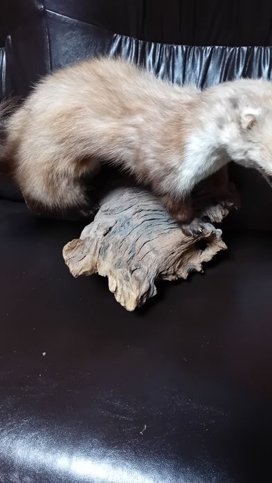 Препарирана  бялка