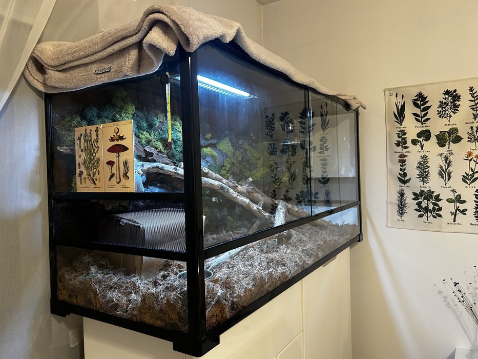 Corn snake + terariu 120x45x60
