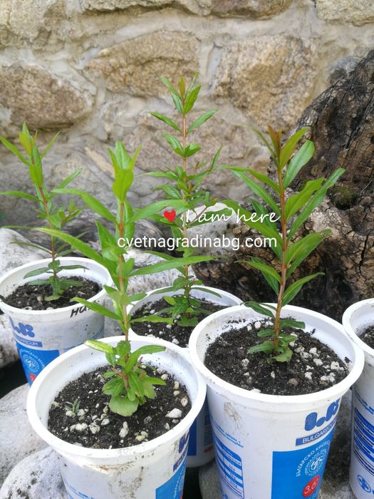 Нар - растение пикирани кофички