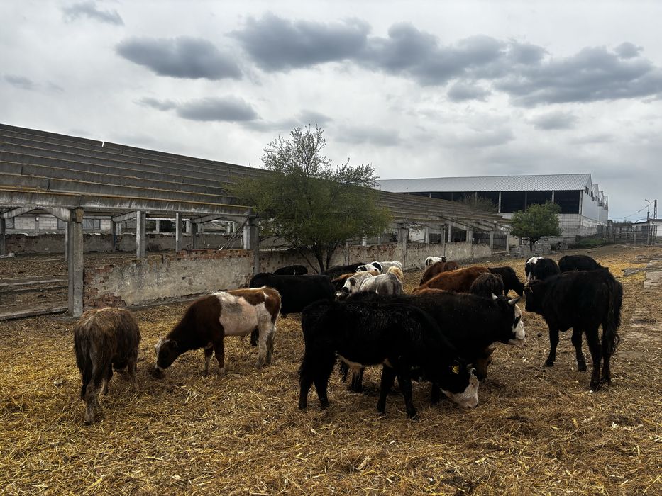 Bovine de vanzare