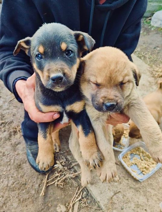 Отдам в добрые руки