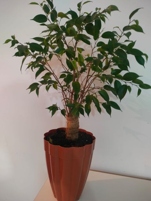Фикус Бенджамино.