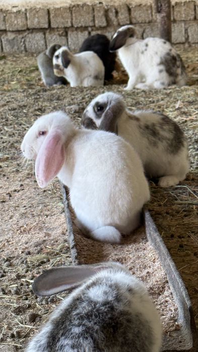 Домашние кролики