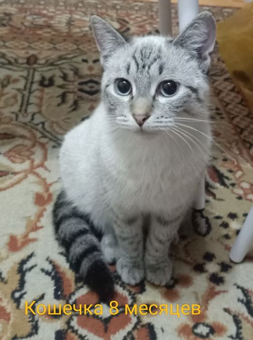 Отдам бесплатно в добрые руки